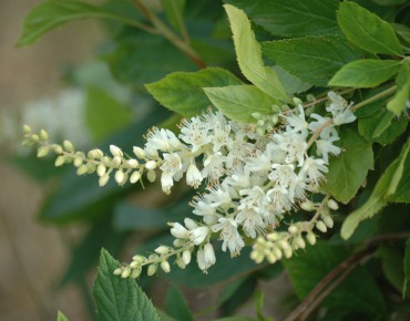Clèthre à feuilles d'aulne