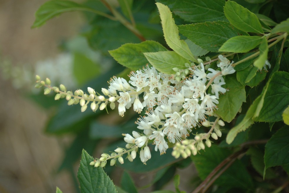 Sweet pepperbush Sweet pepperbush