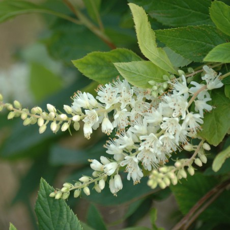 Clèthre à feuilles d'aulne