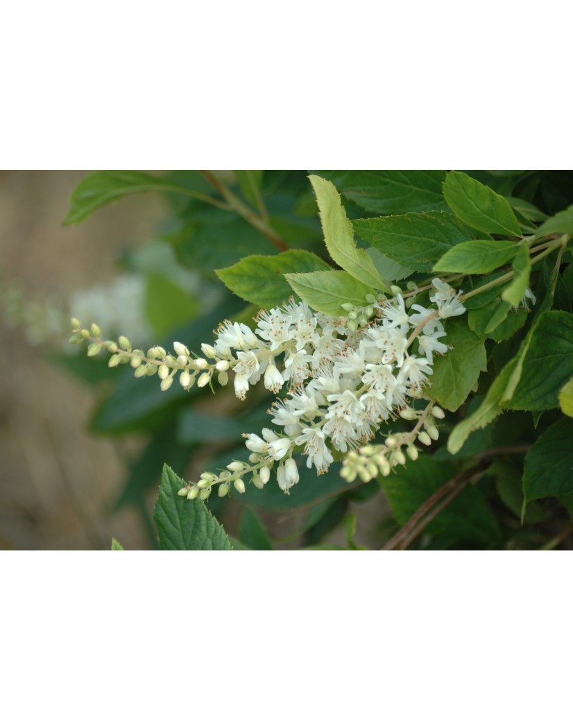 Sweet pepperbush Clethra Alnifolia