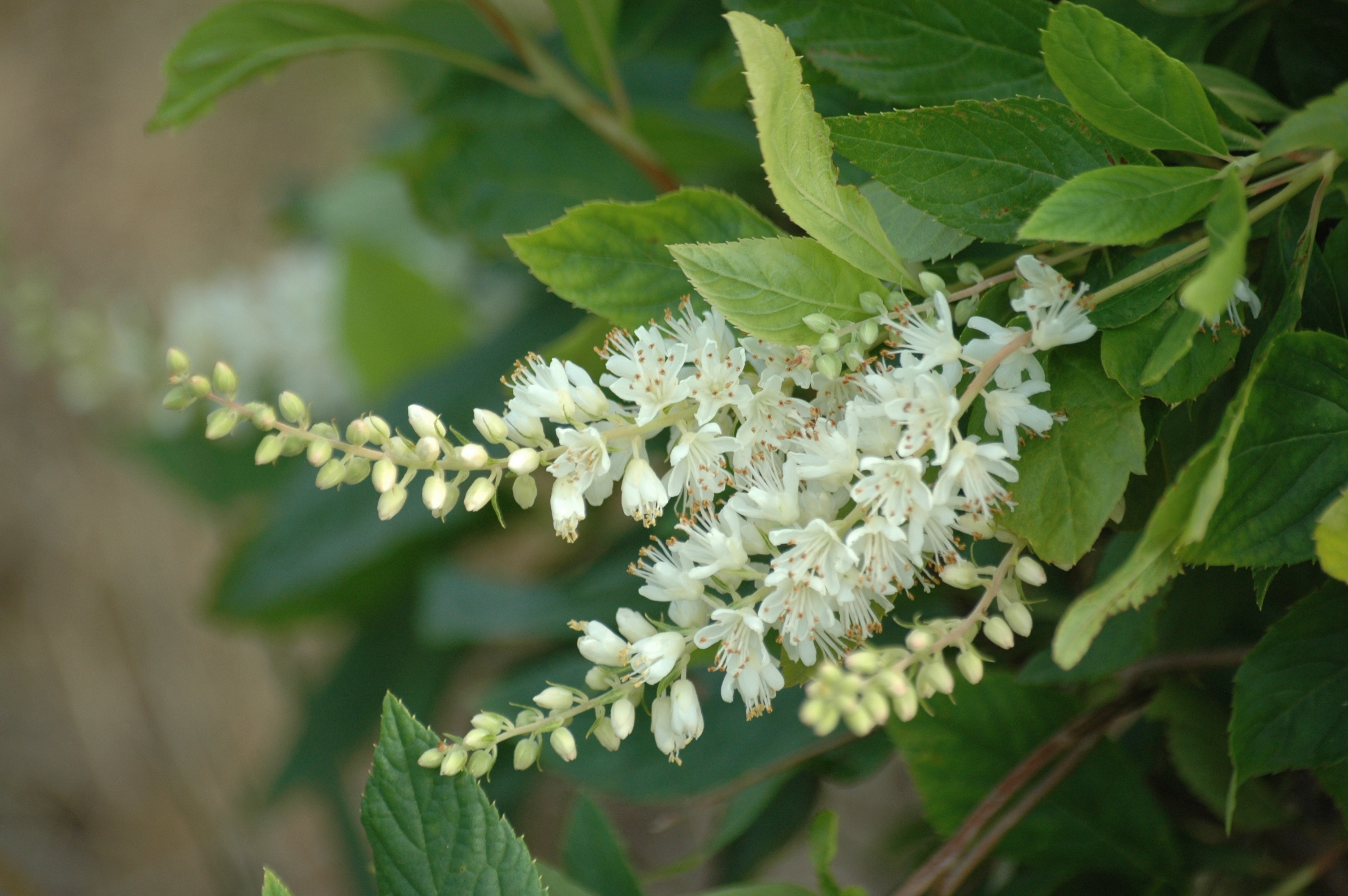 Sweet pepperbush