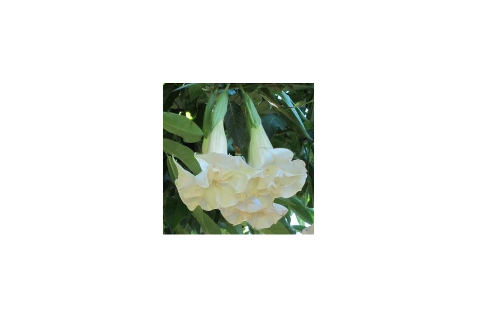 Trompette des anges blanc double