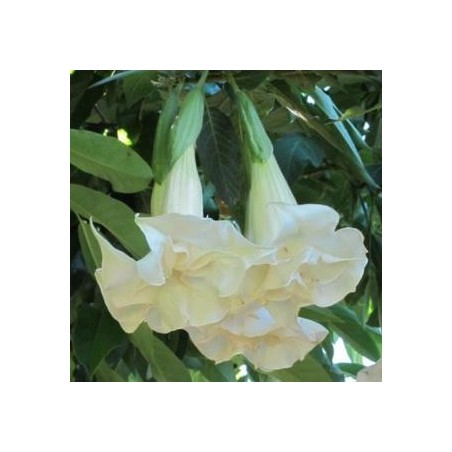 Trompette des anges blanc double