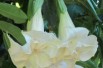Angel's trumpet double white