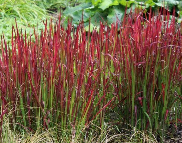 Japanese blood grass