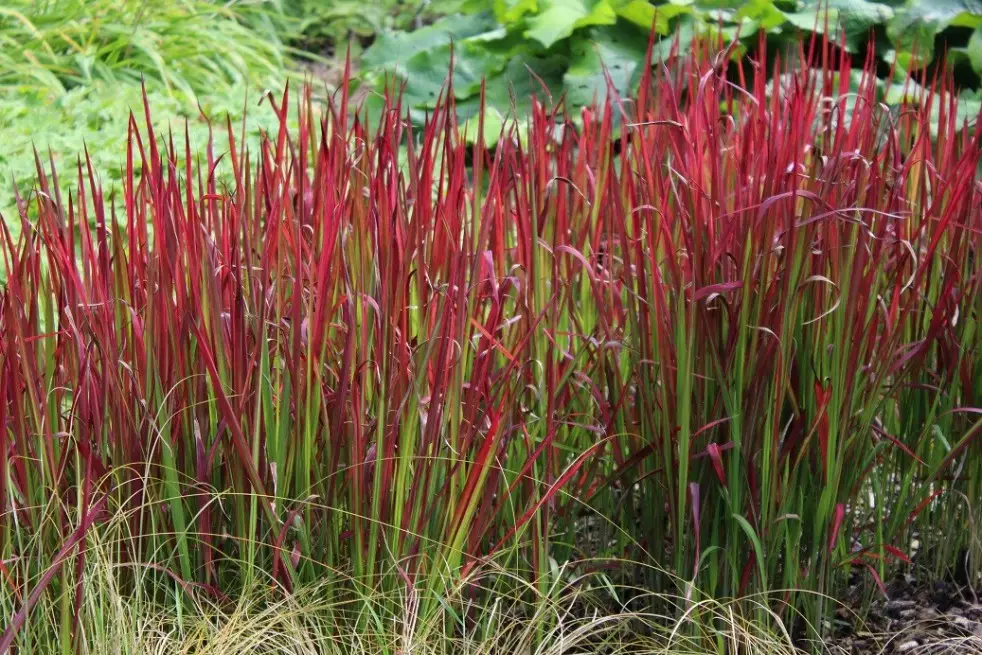 Herbe sanglante