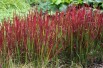 Herbe sanglante