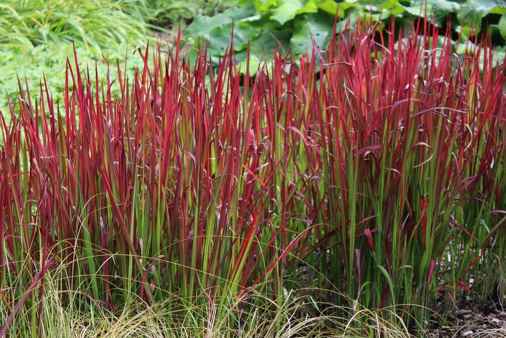 Japanese blood grass
