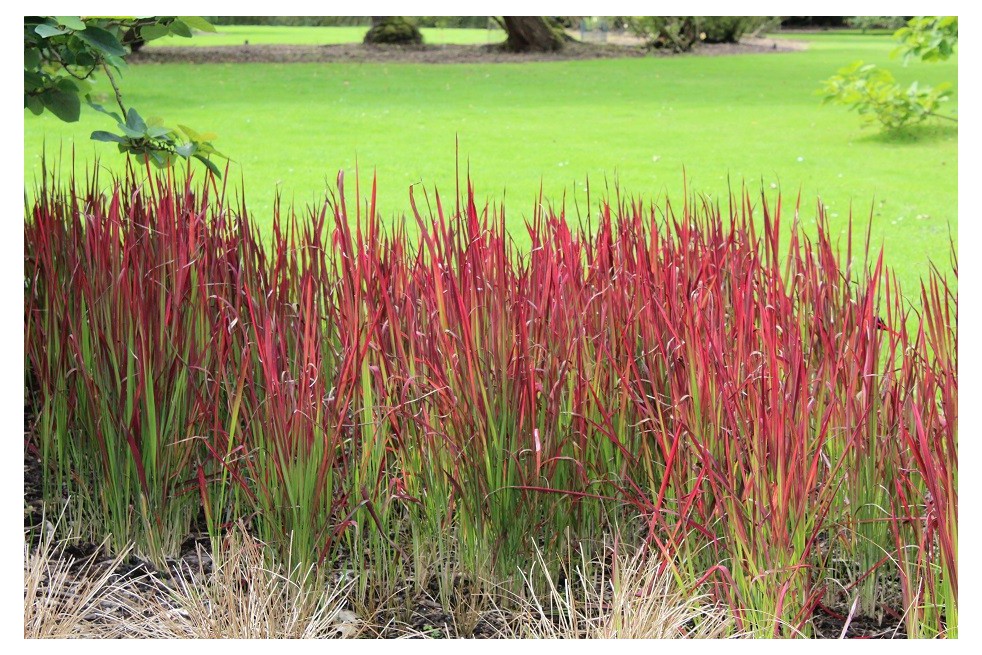 Japanese blood grass