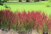 Japanese blood grass