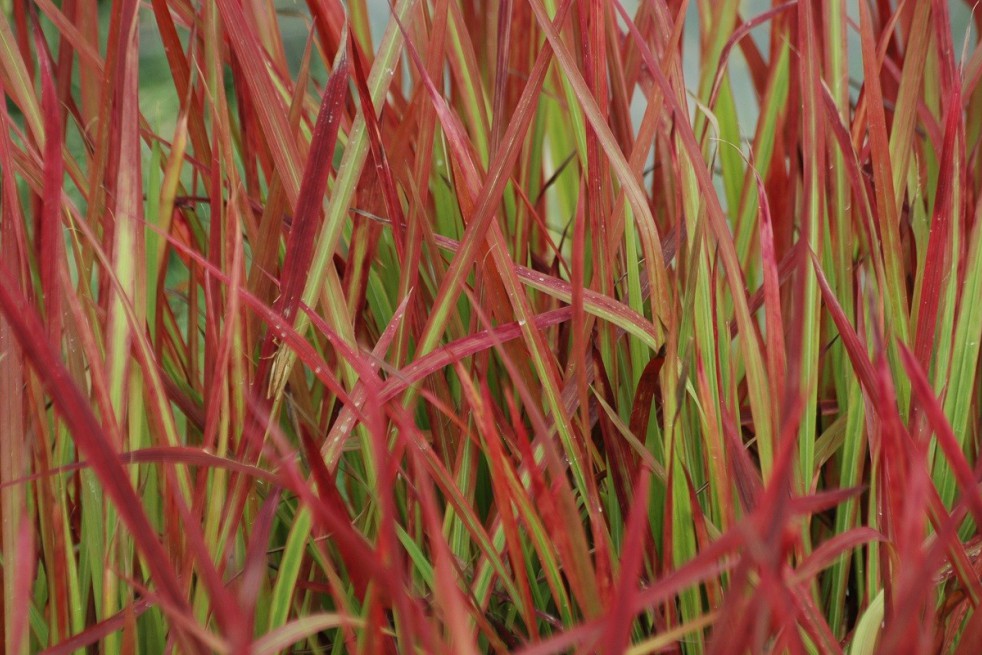 Japanese blood grass