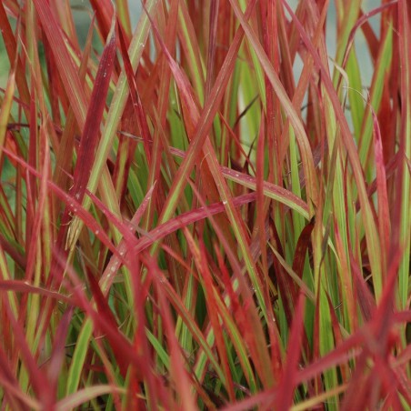 Japanese blood grass