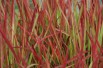 Japanese blood grass