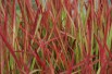 Herbe sanglante