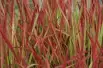 Herbe sanglante