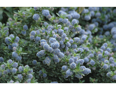 Amerikaanse sering Blue Mound