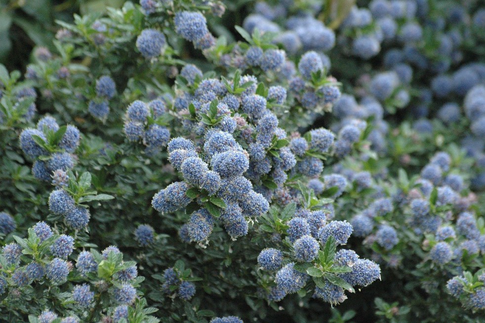 Lilas de Californie Blue Mound
