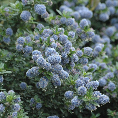 California Lilac Blue Mound