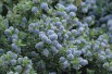 California Lilac Blue Mound