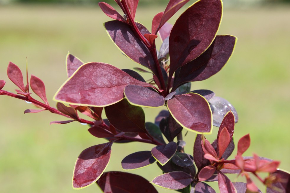 Épine-vinette Coronita 