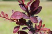 Coronita Barberry 