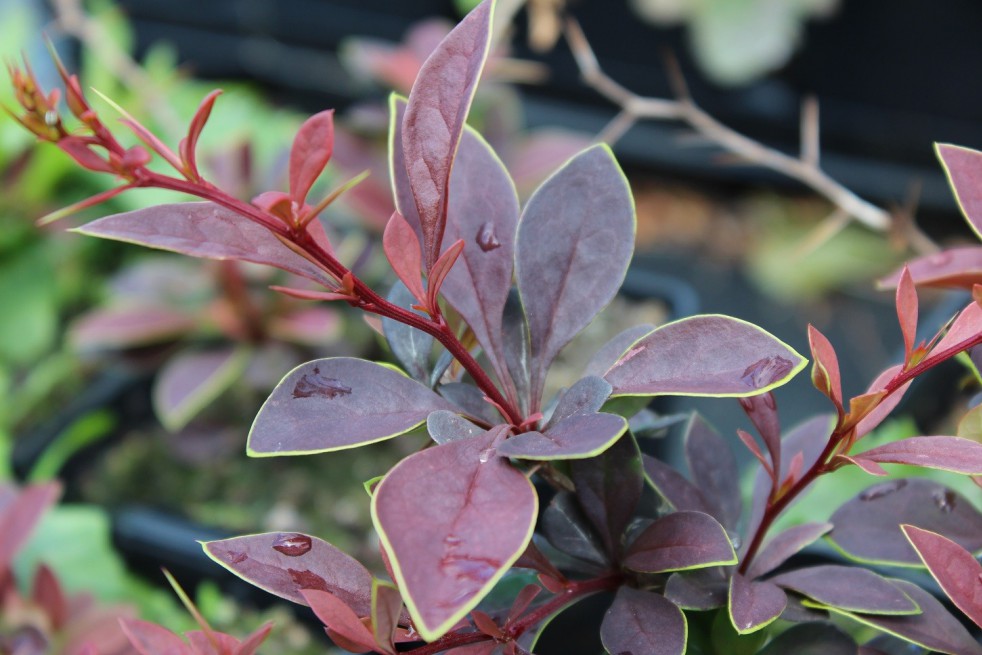 Épine-vinette Coronita 