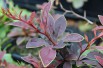 Coronita Barberry 