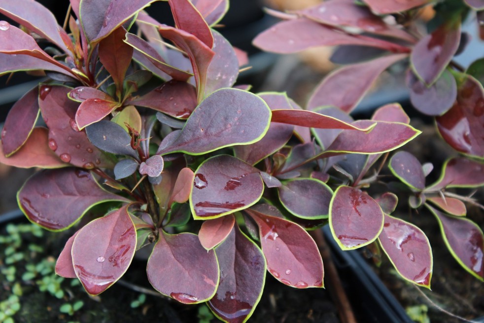 Épine-vinette Coronita 