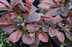 Coronita Barberry 
