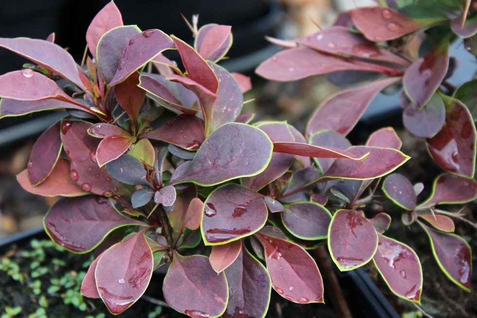 Épine-vinette Coronita 