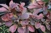 Coronita Barberry 