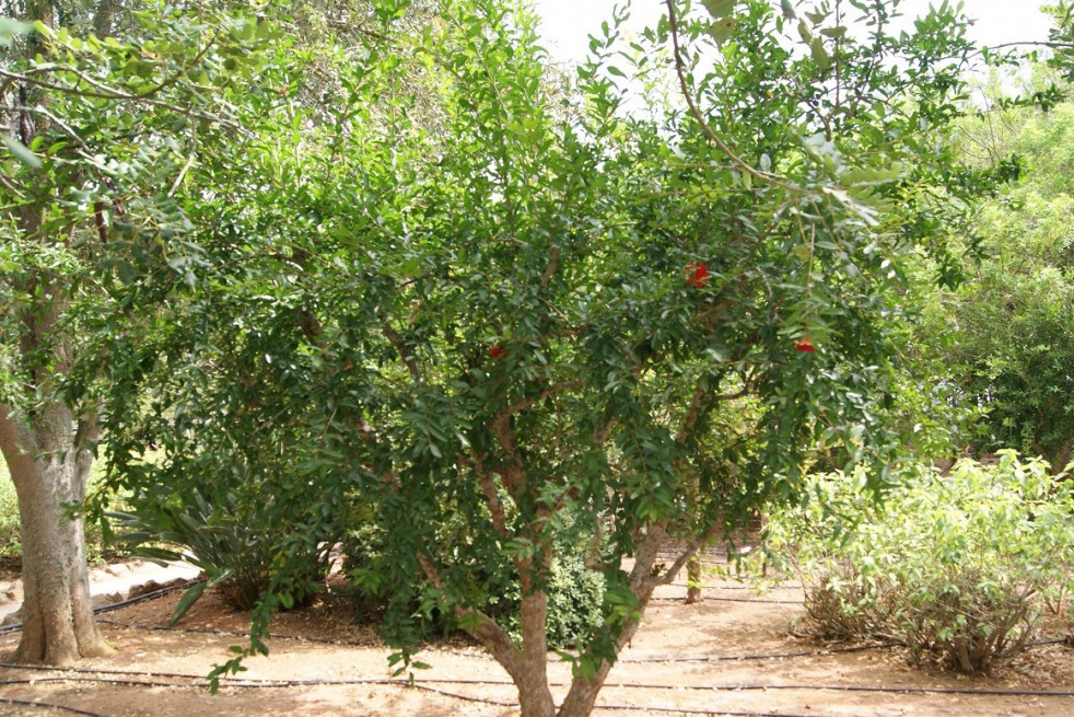 Pomegranate Provence