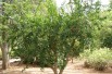 Granaatappelboom Provence