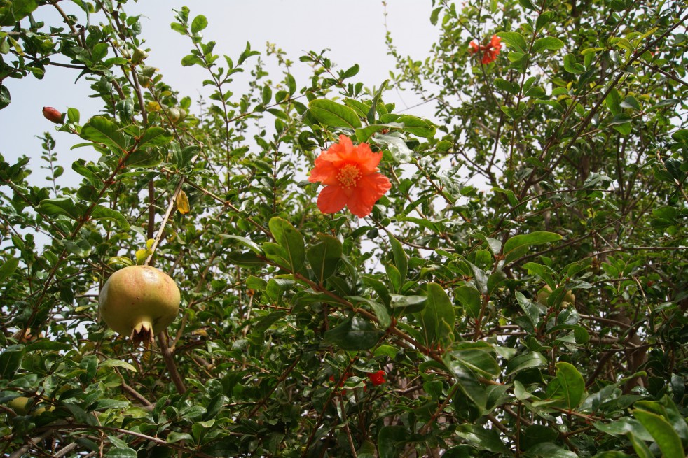 Granaatappelboom Provence