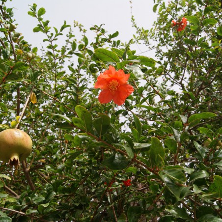 Grenadier à gros fruit