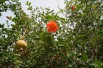 Pomegranate Provence