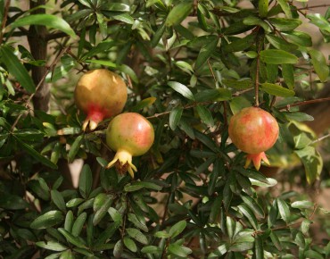 Grenadier à gros fruit