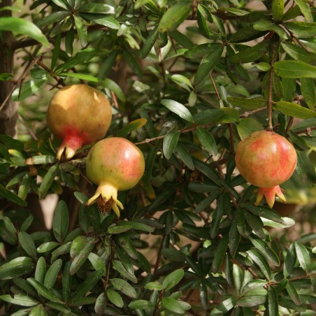 Grenadier à gros fruit