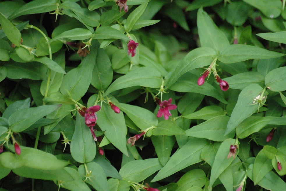 Jasmin rouge (Jardins du Monde.be)