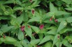 Jasmin rouge (Jardins du Monde.be)