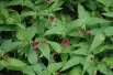 Jasmin rouge (Jardins du Monde.be)