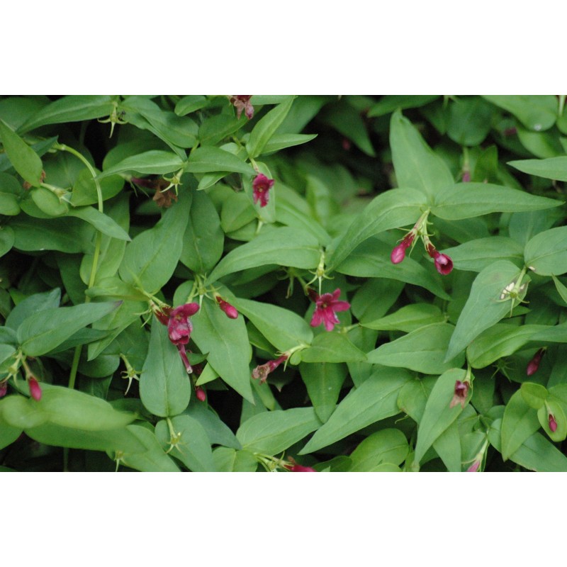 Red Jasmine Jasminum Beesianum