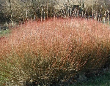 Dwarf purple osier(Photo: Sten Porse : https://creativecommons.org/licenses/by-sa/3.0/legalcode)