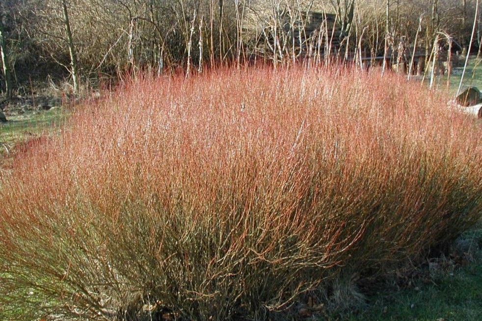 Dwarf purple osier(Photo: Sten Porse : https://creativecommons.org/licenses/by-sa/3.0/legalcode)