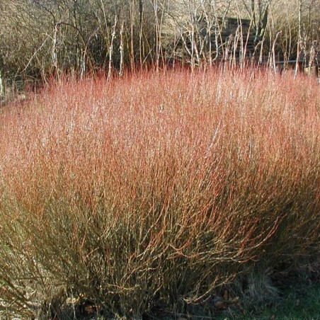 Osier pourpre nain(Photo: Sten Porse : https://creativecommons.org/licenses/by-sa/3.0/legalcode)