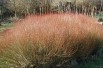 Osier pourpre nain(Photo: Sten Porse : https://creativecommons.org/licenses/by-sa/3.0/legalcode)