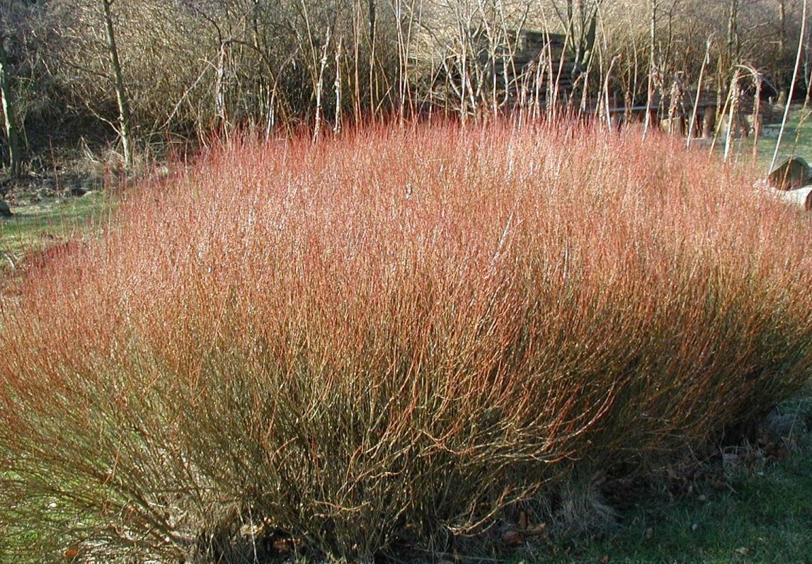 Dwarf purple osier