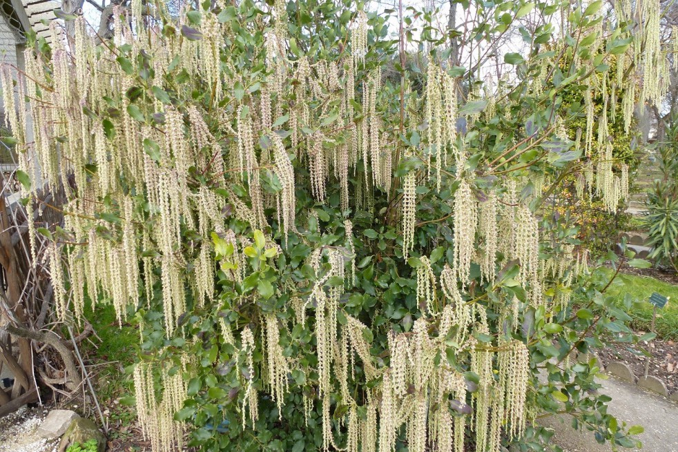 Coast silk-tassel  Auteur photo : Salix, license : https://creativecommons.org/licenses/by-sa/4.0/legalcode.fr