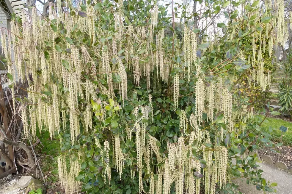 Garrya  Auteur photo : Salix, license : https://creativecommons.org/licenses/by-sa/4.0/legalcode.fr