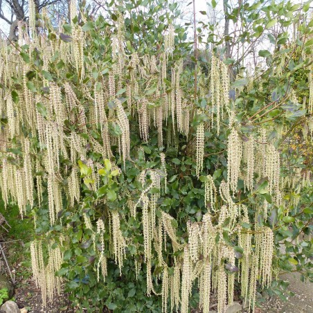 Garrya  Auteur photo : Salix, license : https://creativecommons.org/licenses/by-sa/4.0/legalcode.fr
